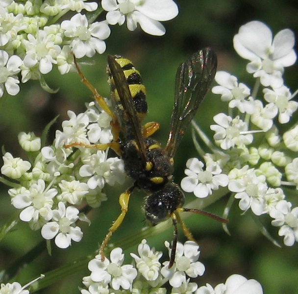 Cerceris sp.